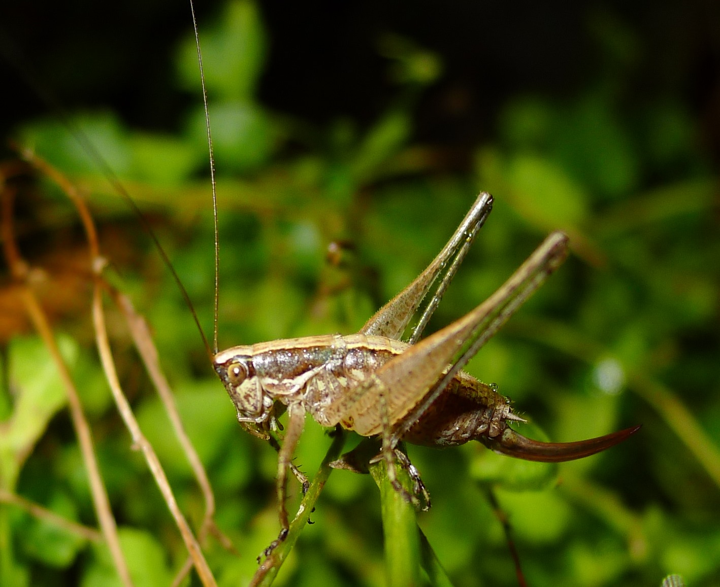 Yersinella raymondi, femmina (Tettigoniidae)